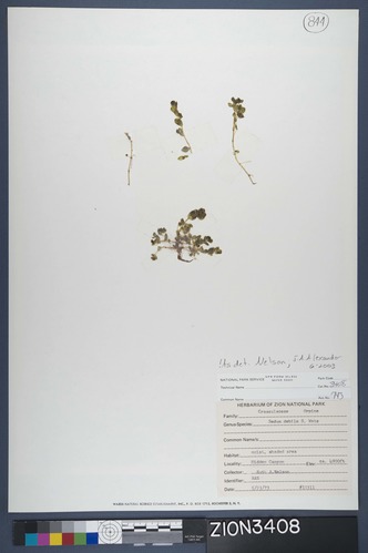 Herbarium Specimen Sheet 3408