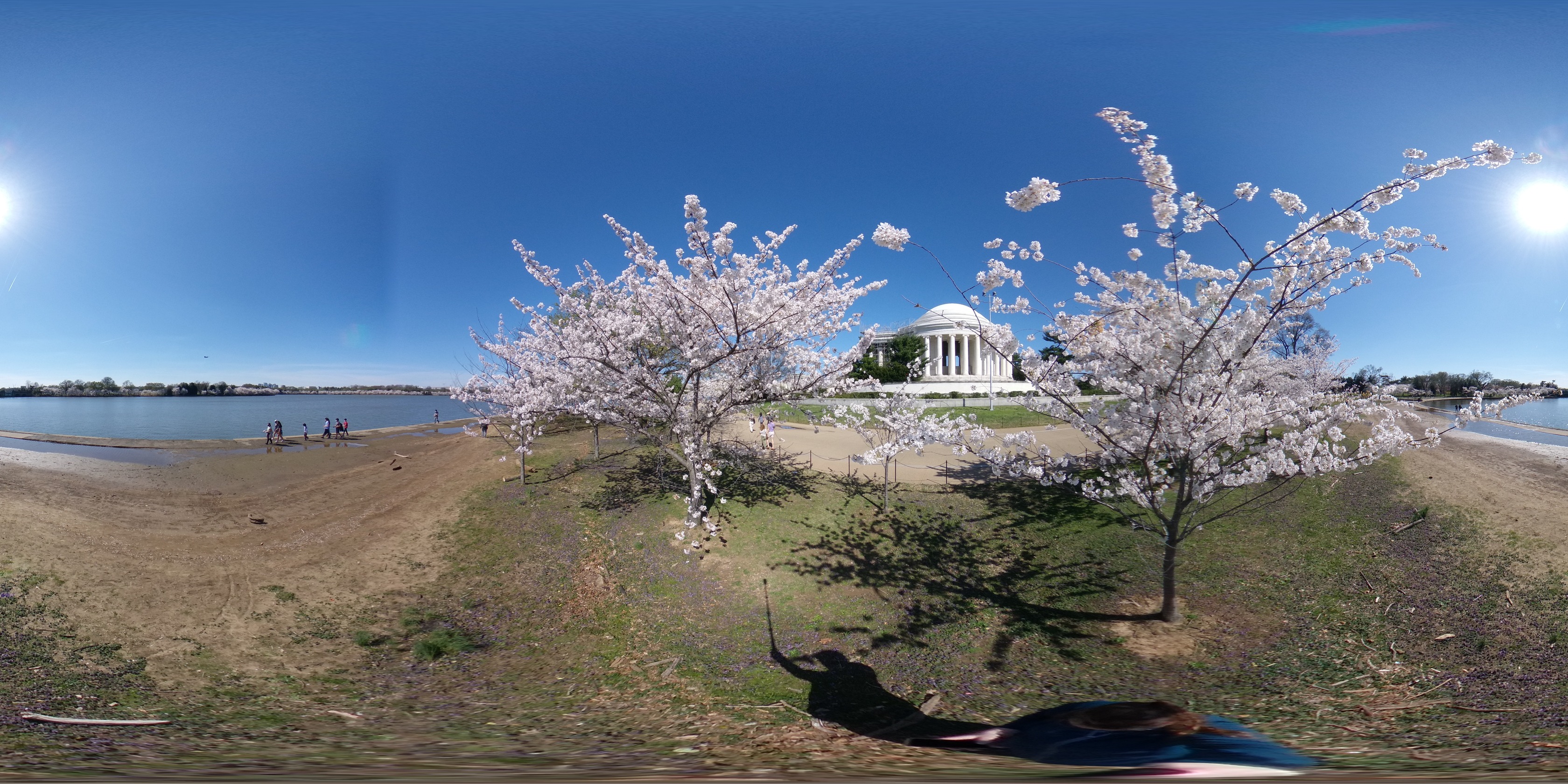 Spherical photo that includes people in walking near a large tidal basin and a person standing near small cherry blossom tress in full bloom. The Thomas Jefferson Memorial, which is a large domed classical-style structure, is nearby. 