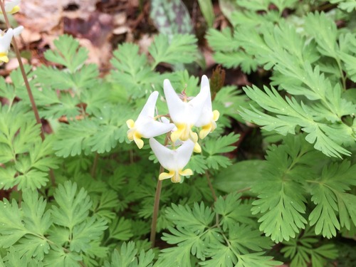 Flowers are white to pink and resemble a pair of pantaloons hanging upside down. The one or more finely compound leaves make the plant appear fern-like.