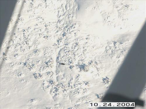 3 Gates of the Arctic National Park and Preserve Koyukuk Moose Survey 2004