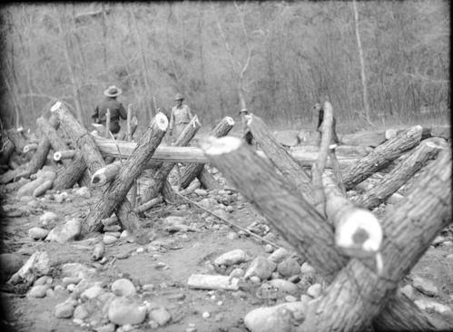Willow jetty along Virgin River near the Temple of Sinawava. Close-up view of '...willow spiders (jetties) showing method of construction, etc. Logs are planted 18 inches deep in soil.'