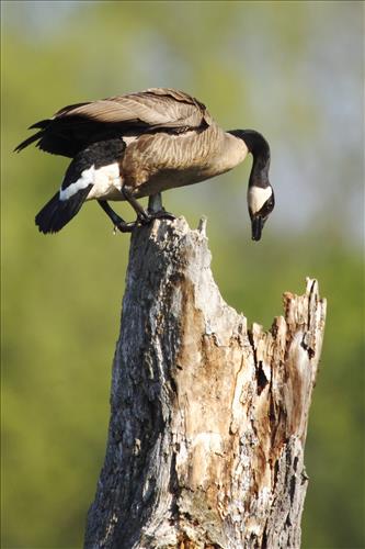 Canada goose in Cuyahoga Valley National Park