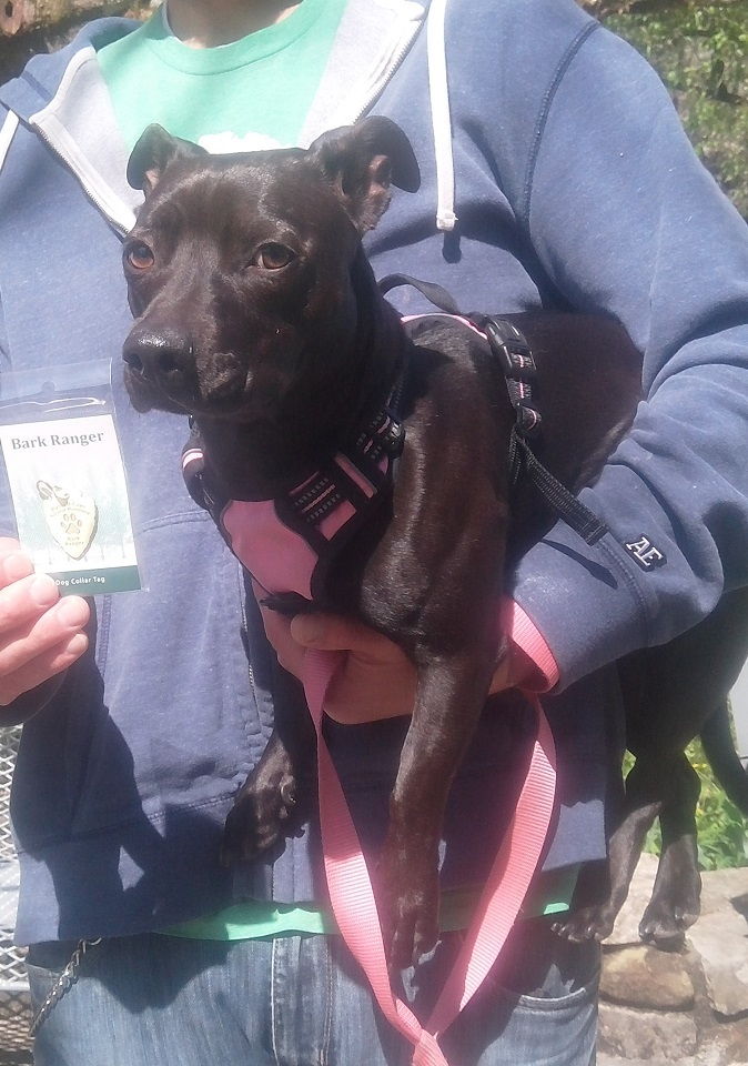 dog being held by owner 