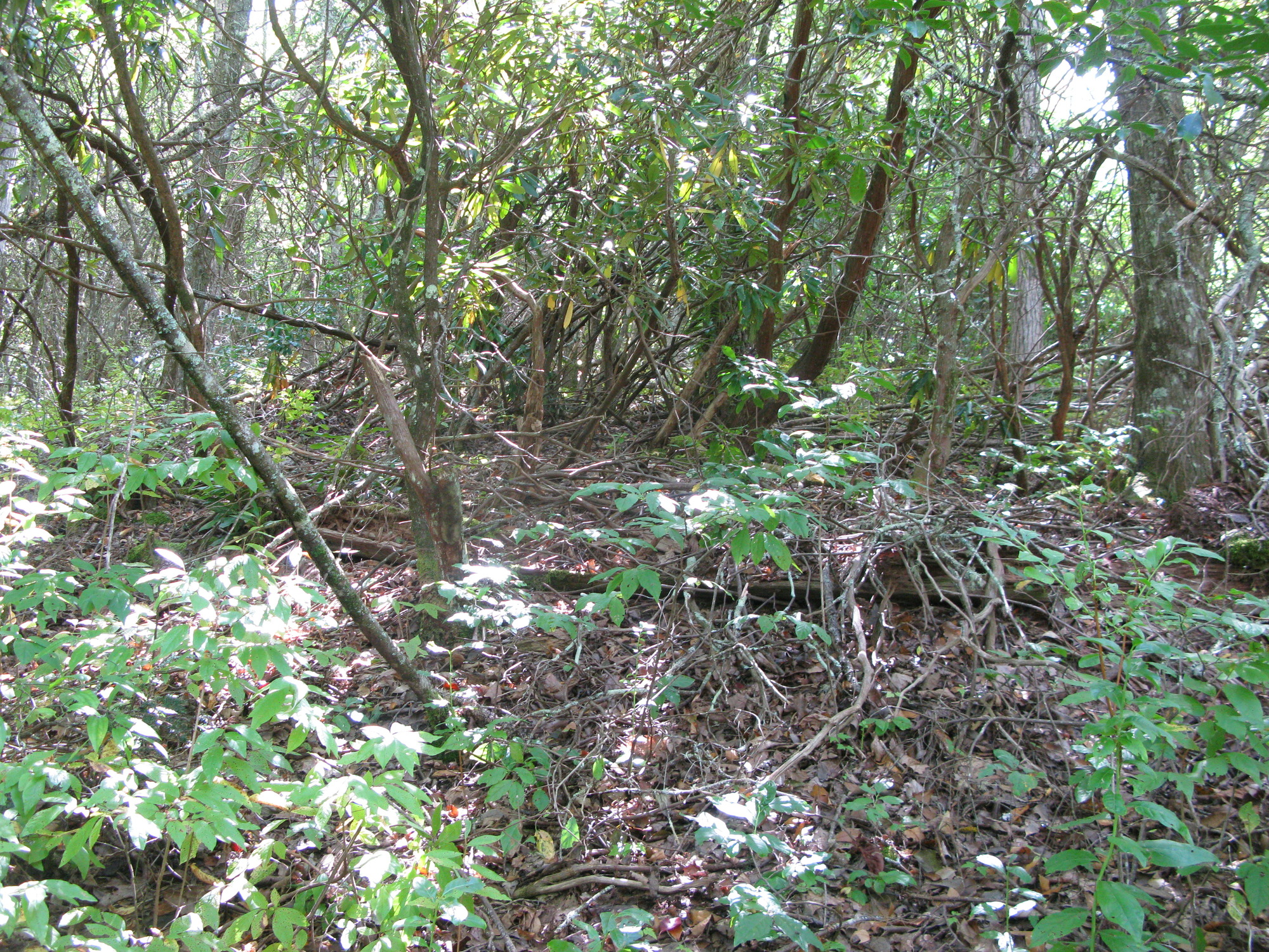 GRSM Accuracy Assessment. Plot Code: GRSM_AA_0975_4