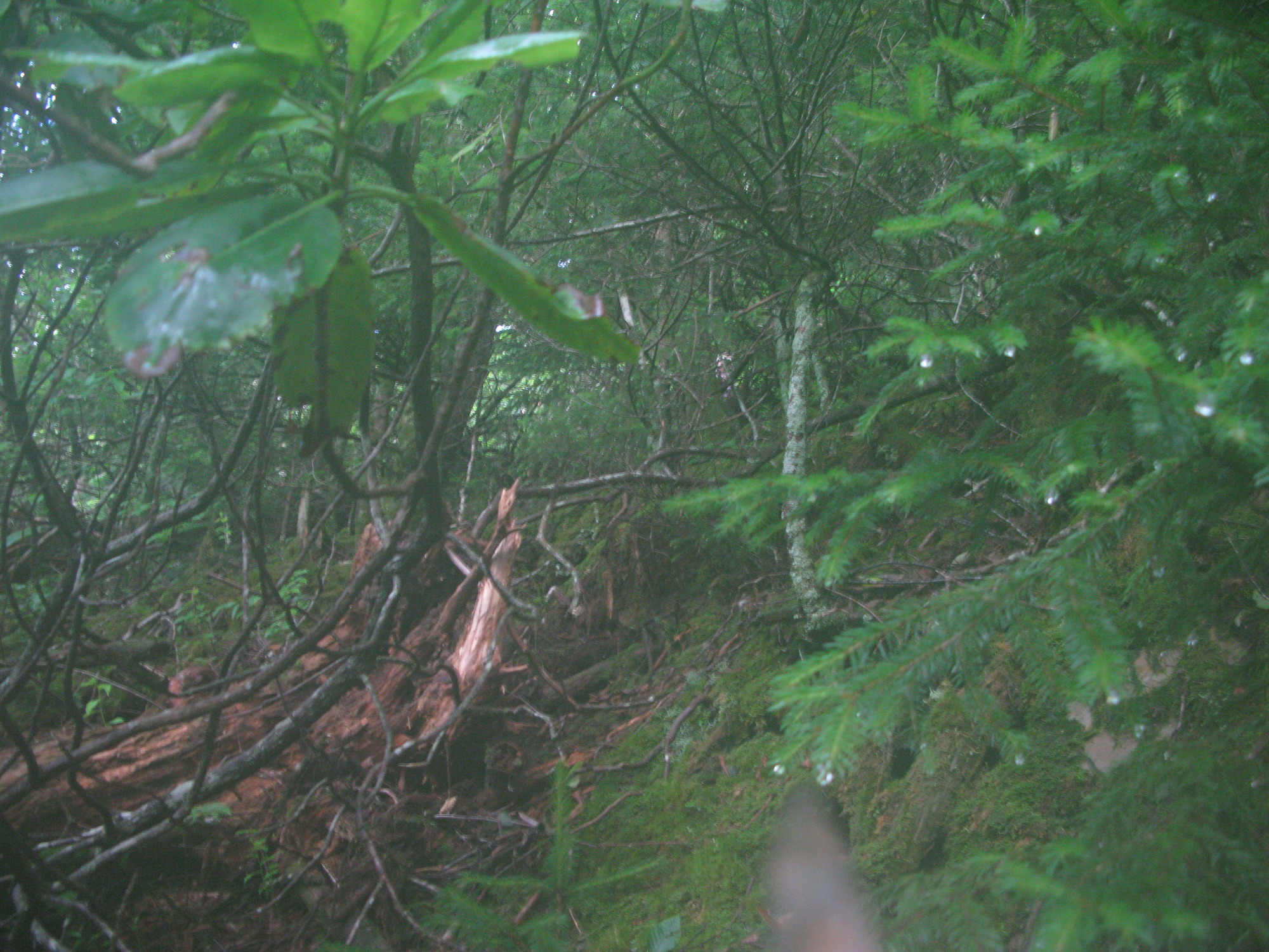 Plot Code: GRSM_AA_0569_5