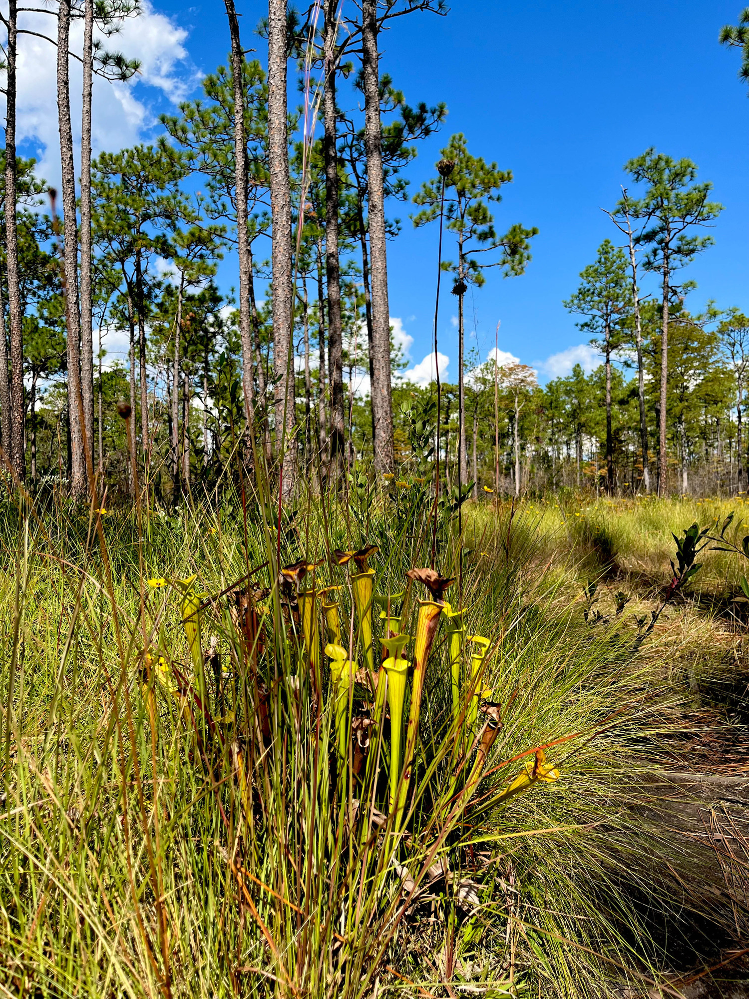Pitcher plants along a trail in a pine forest