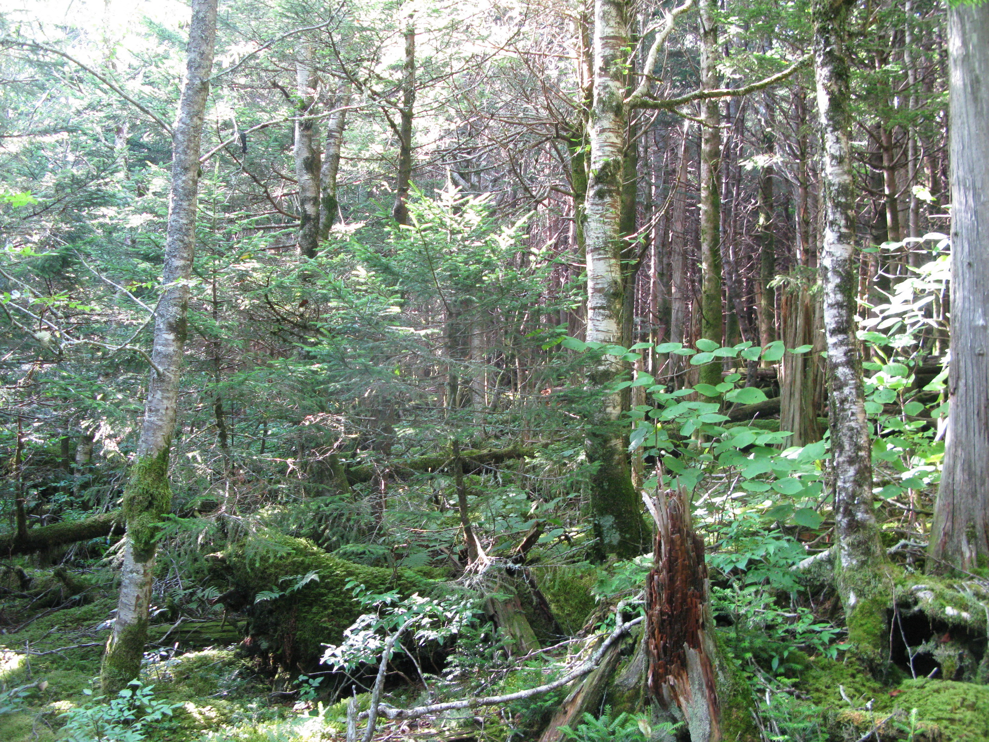 GRSM Accuracy Assessment. Plot Code: GRSM_AA_0786_6