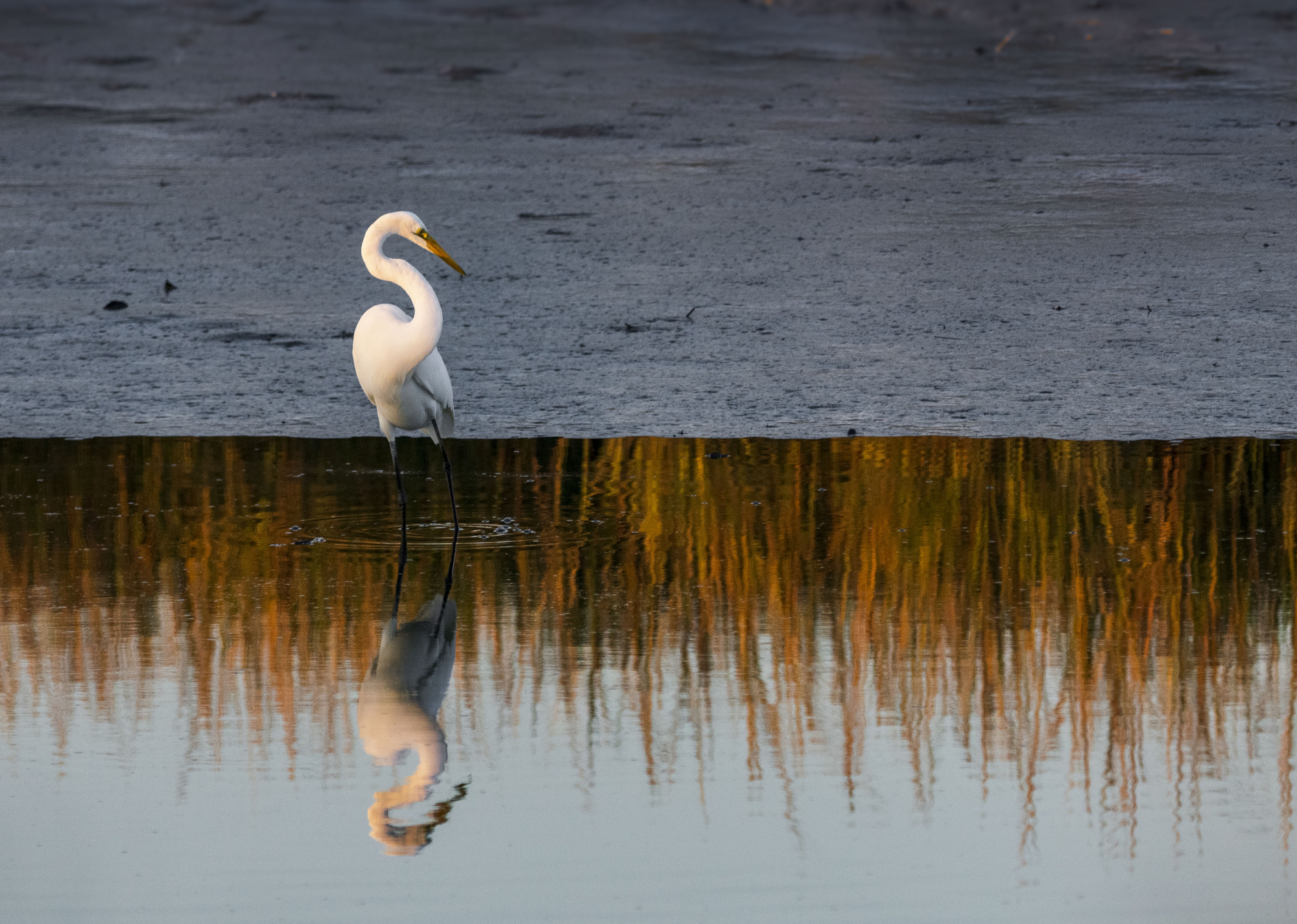 Egret on shore looking at reflection in water