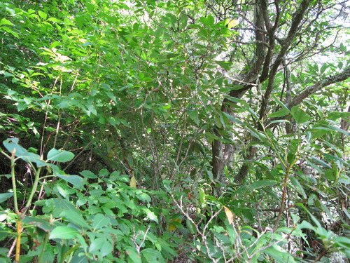 GRSM Accuracy Assessment. Plot Code: GRSM_AA_0883_3