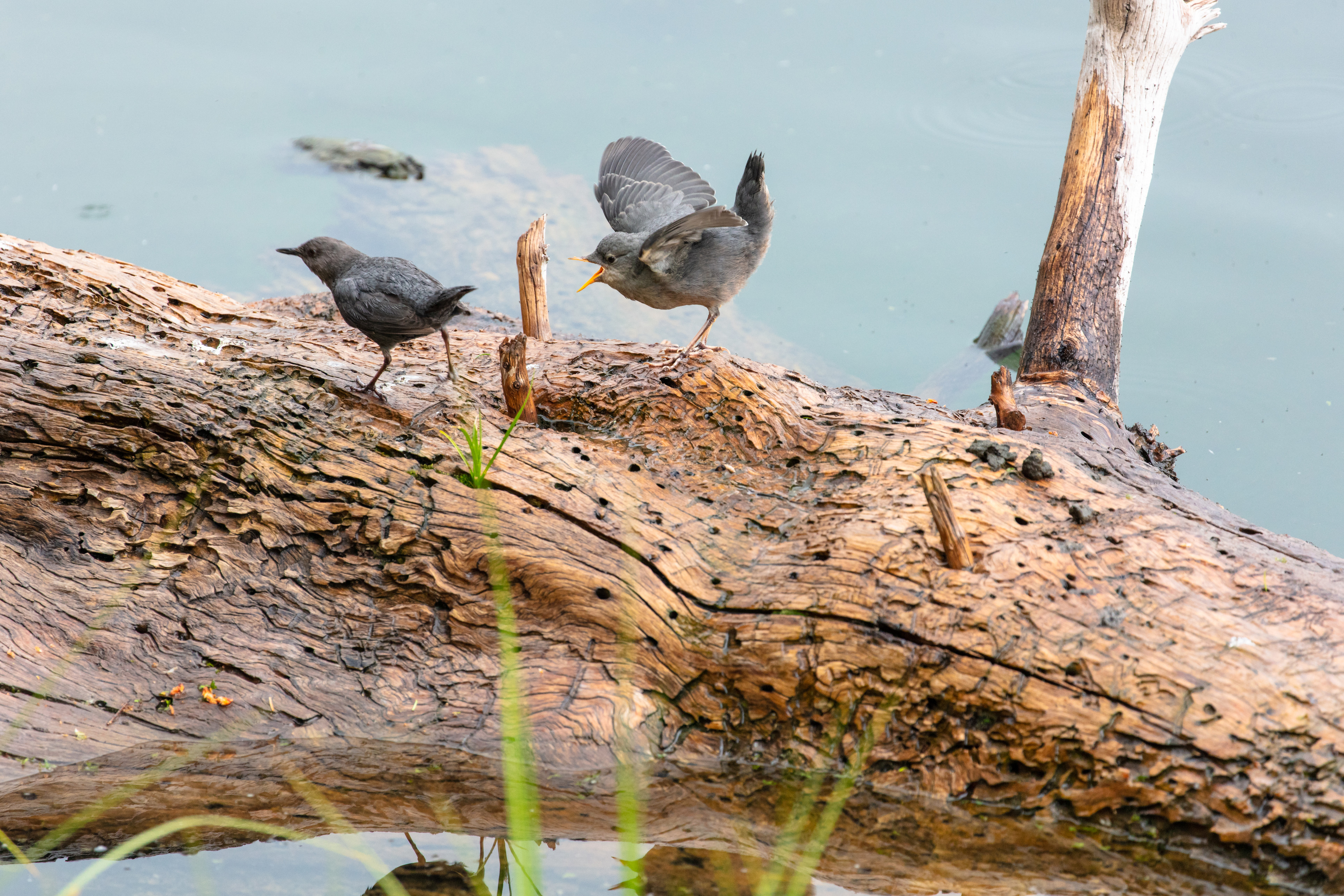 American dipper adult and juvenile on a log in Trout Lake