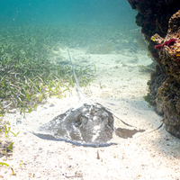 A southern stingray rests on the sandy ocean floor between seagrass meadow and the rising face of coral reef.
