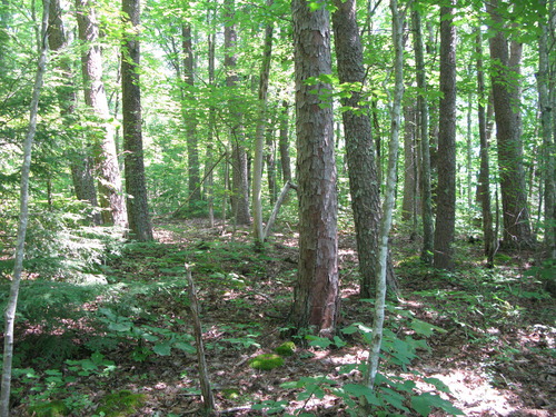 GRSM Accuracy Assessment. Plot Code: GRSM_AA_0792_6