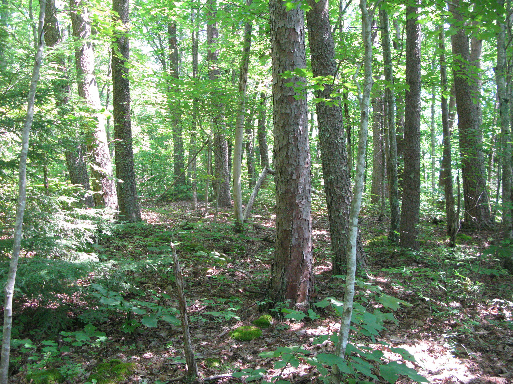 GRSM Accuracy Assessment. Plot Code: GRSM_AA_0792_6