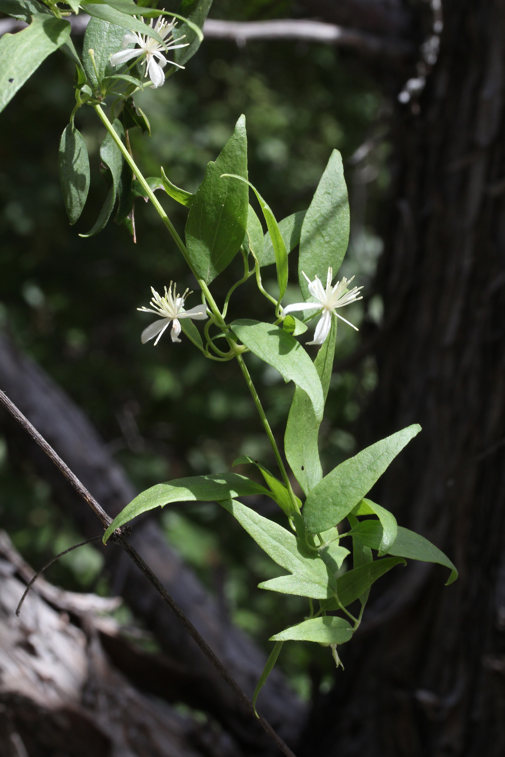 Clematis ligusticifolia, White virgin's-bower