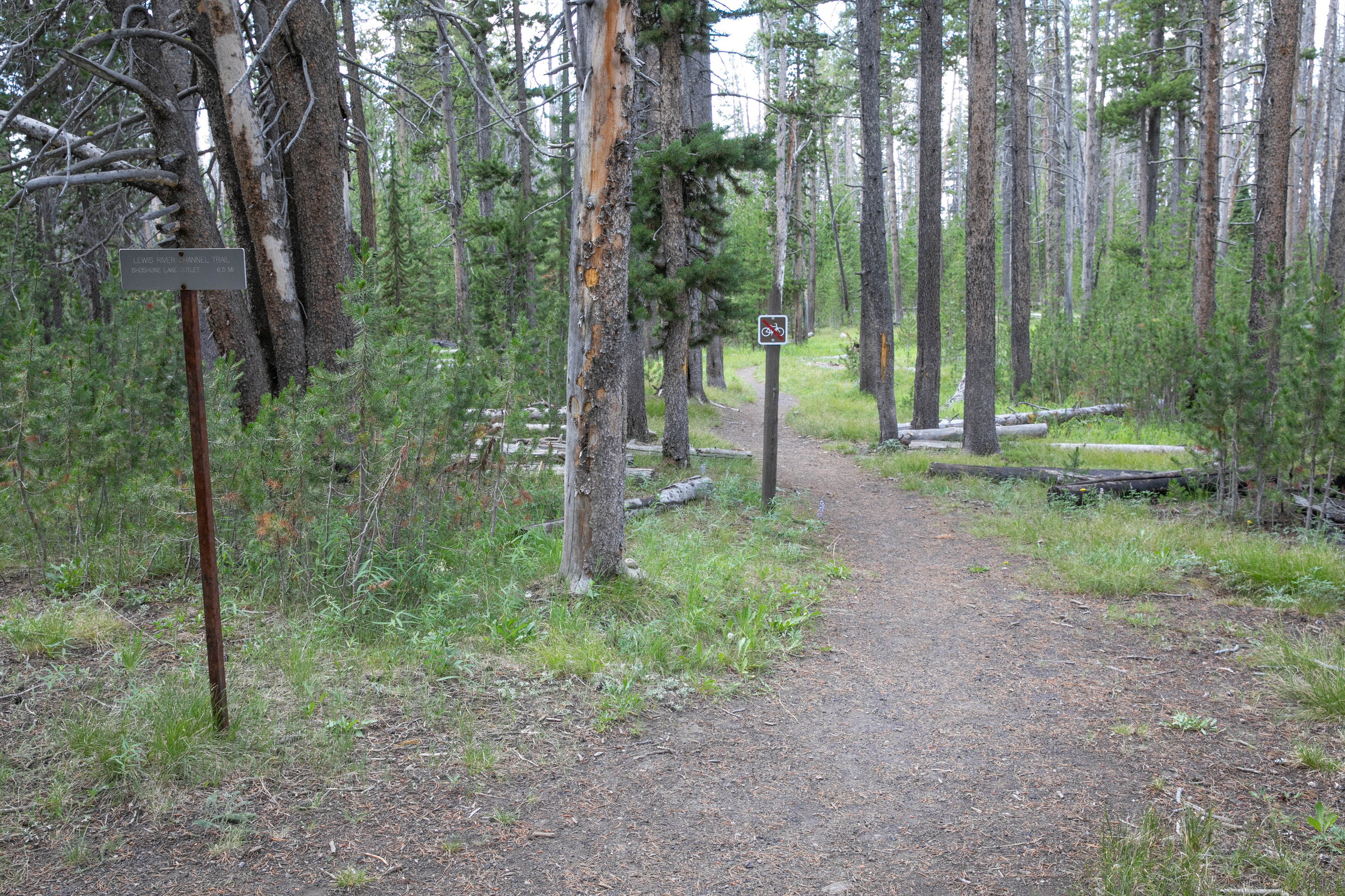 A trail passes into an open lodgepole pine forest.