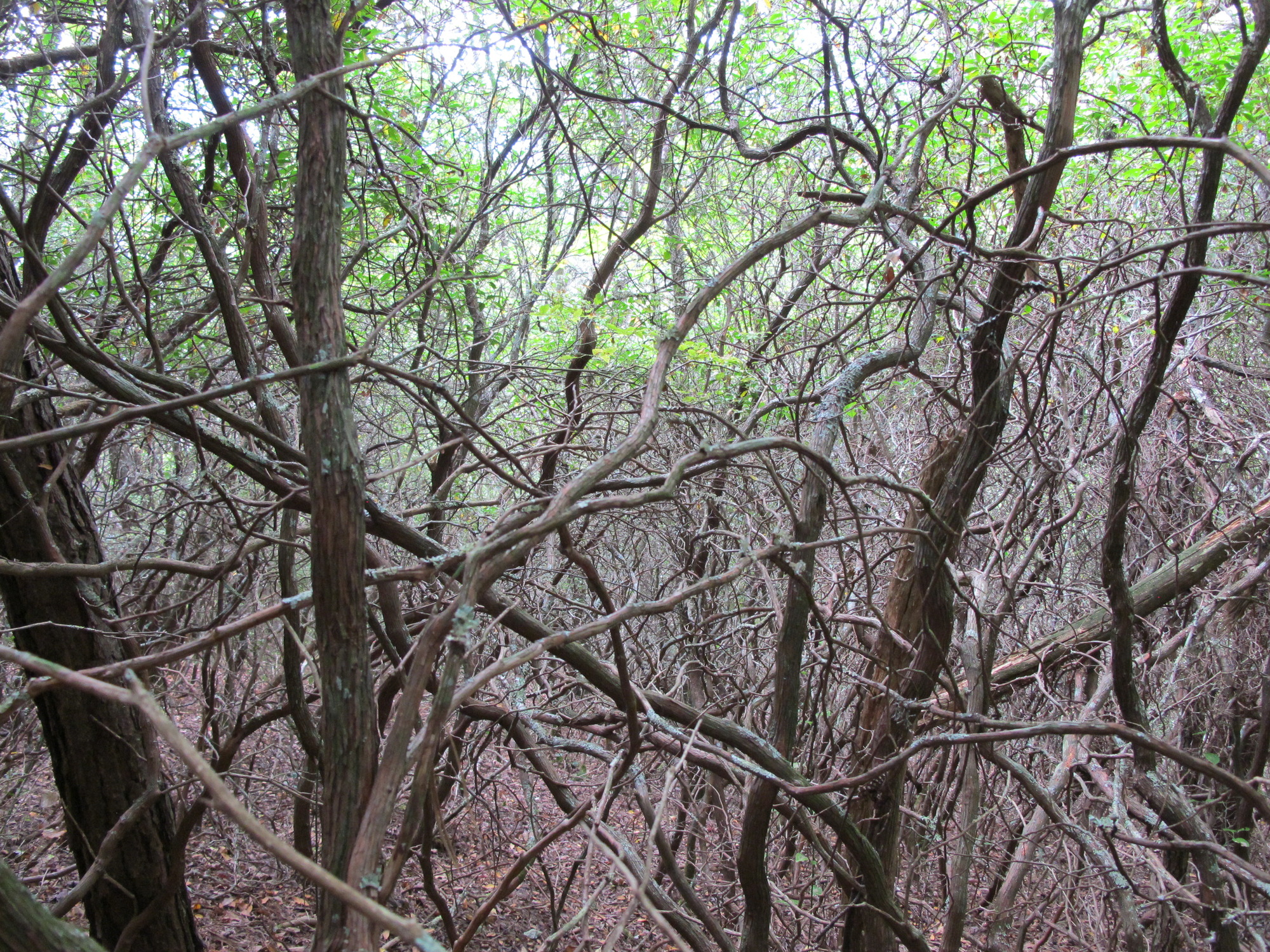 GRSM Accuracy Assessment. Plot Code: GRSM_AA_0916_4