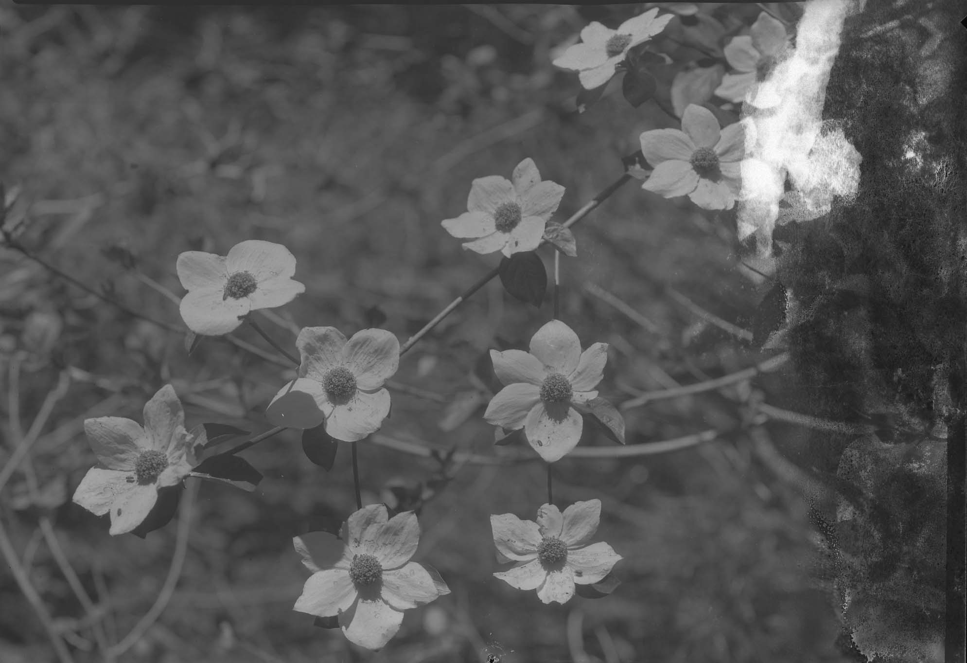 Sequioa National Park