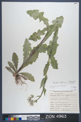 Herbarium Specimen Sheet 4963