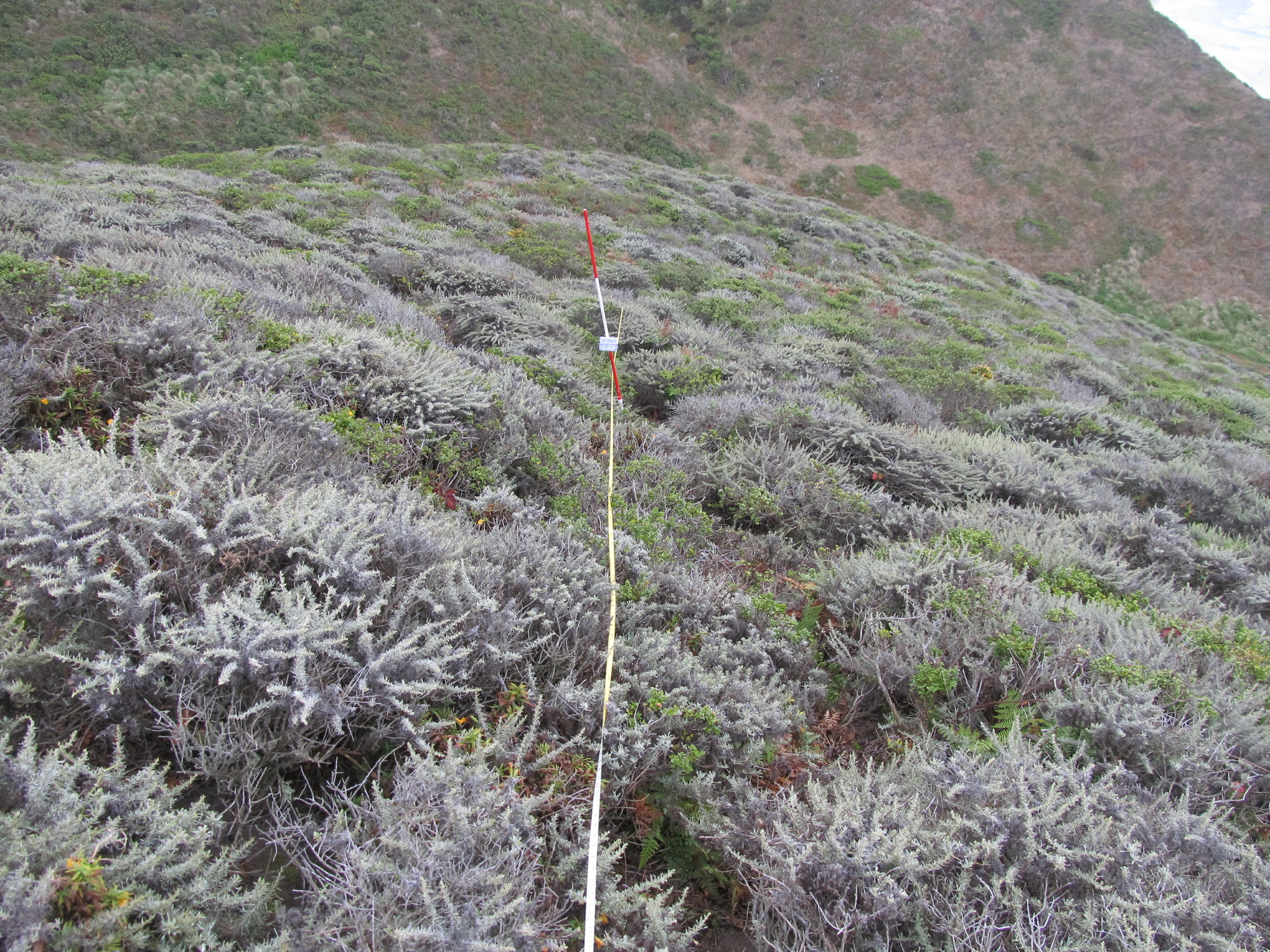 Eye-level view from the center point of a plant community monitoring plot