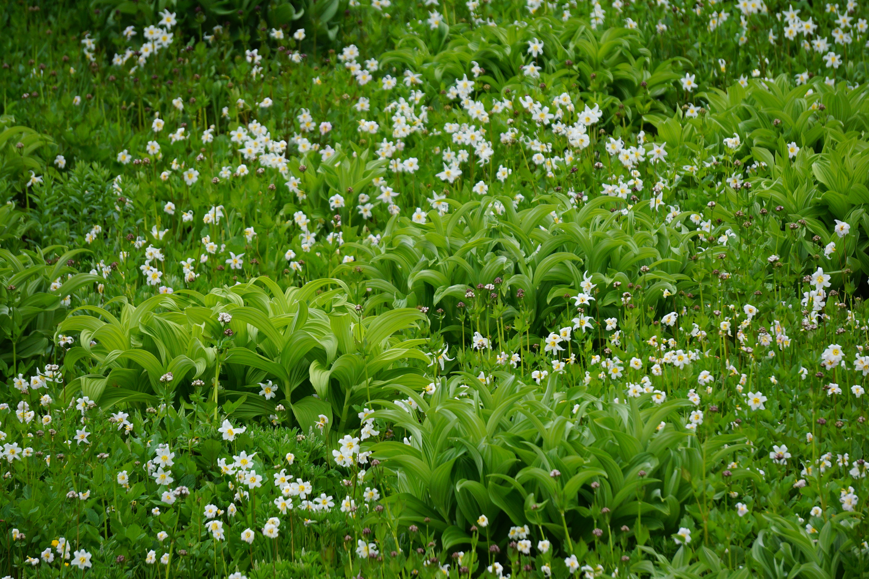 White flowers fill a bright green meadow in between patches of taller leafy plants. 