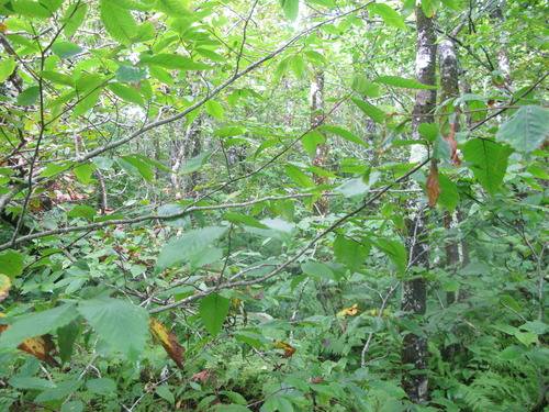 GRSM Accuracy Assessment. Plot Code: GRSM_AA_0548_6