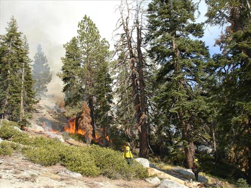 Drip torch ignition on Highbridge Prescribed Burn, Sequoia and Kings Canyon National Parks, October 2005