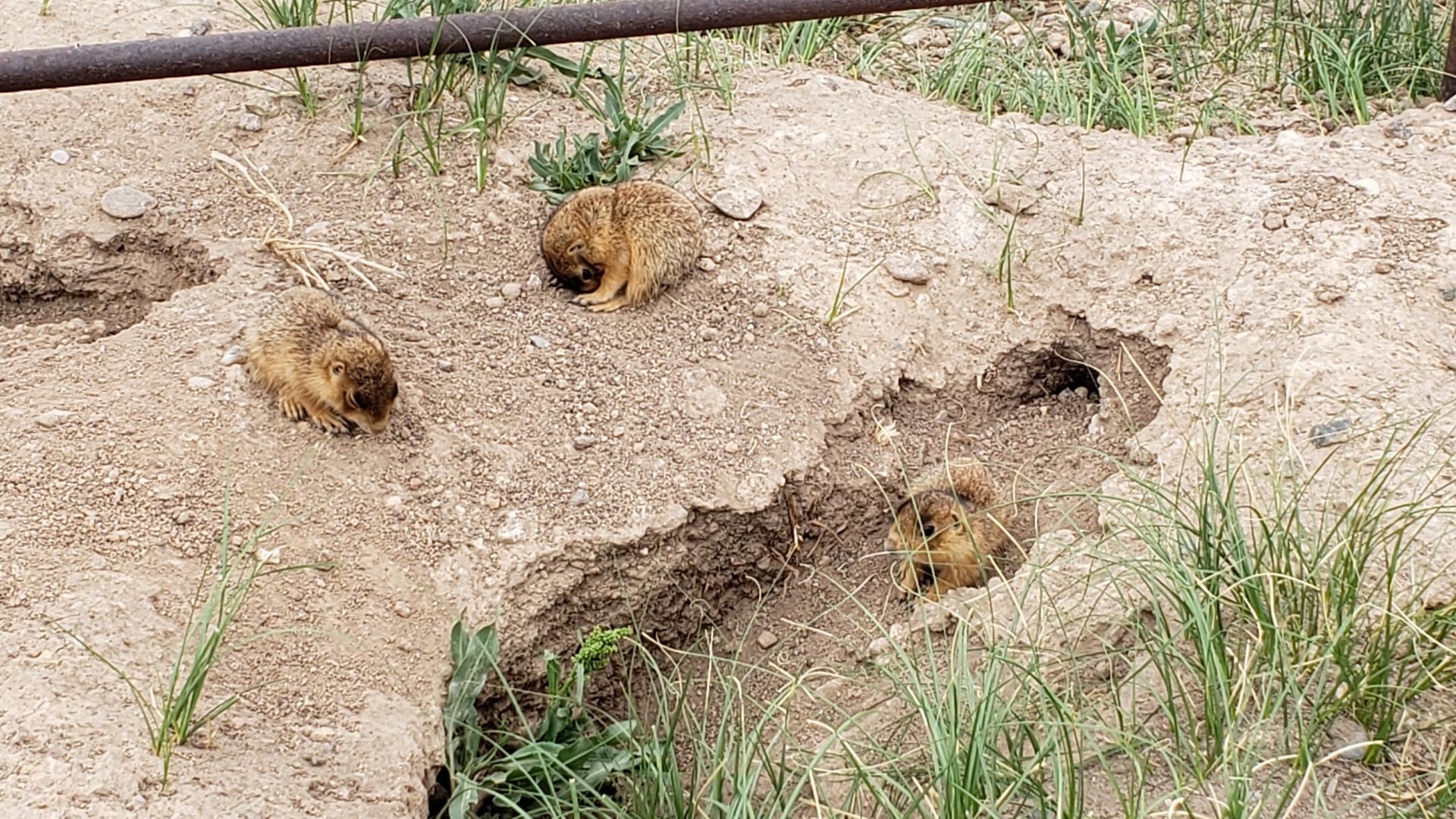 Three tiny prairie dogs spread out near patches of green grass and holes in the gray dirt around them. One is curled up facing the ground, one is laying on the ground, and the other is looking to the left in a depression in the dirt.