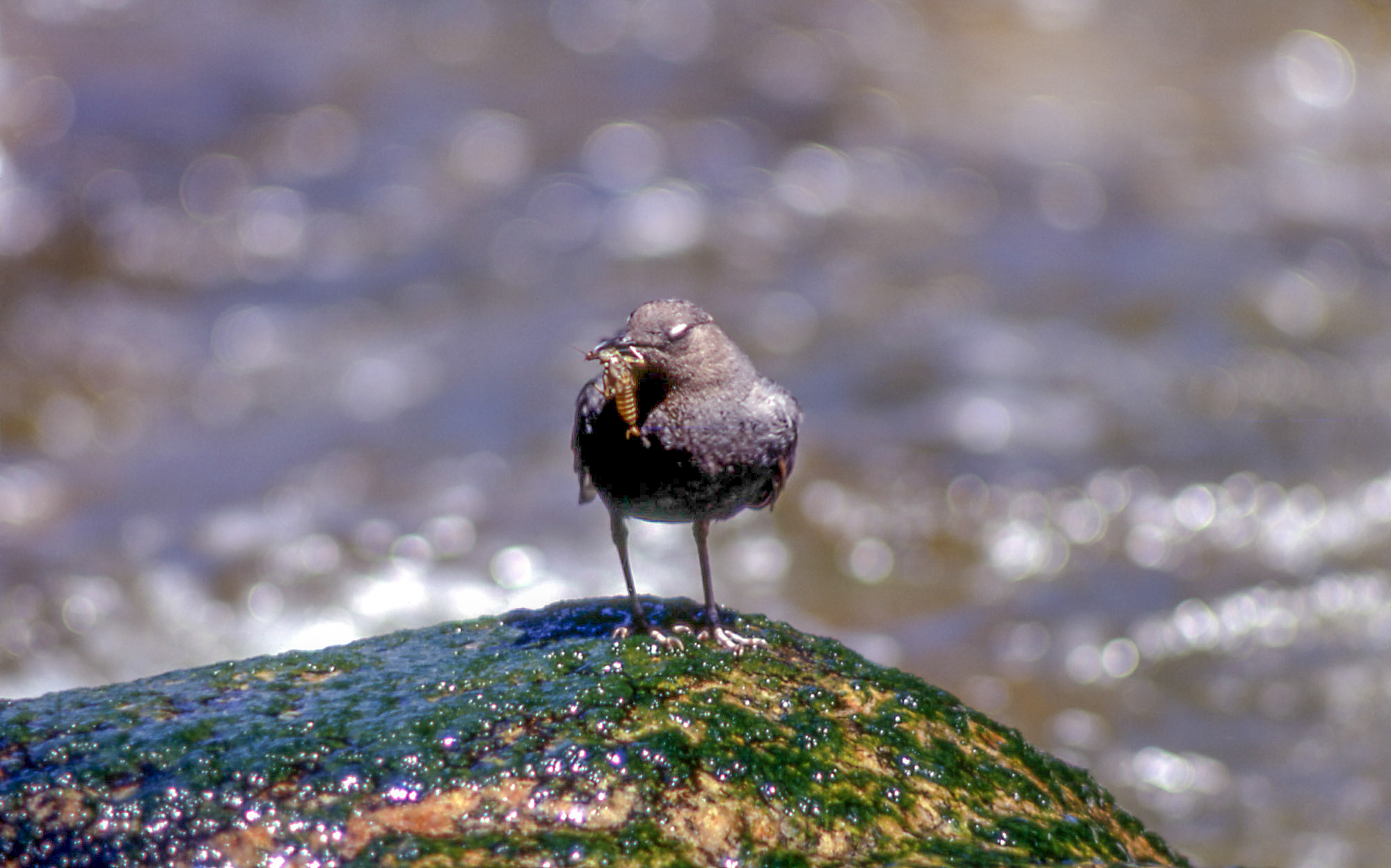 A small gray bird stands on a wet rock with an invertebrate in its mouth.