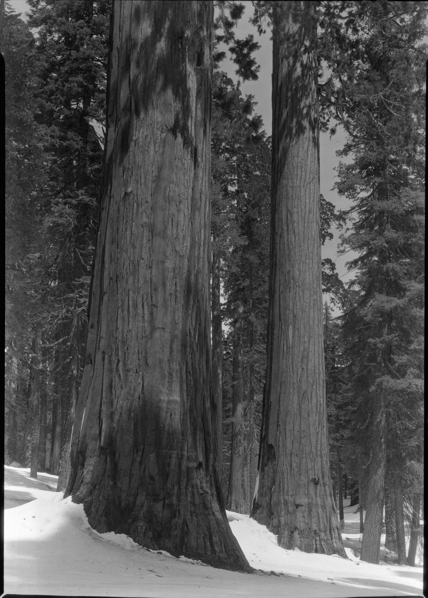Mariposa Grove