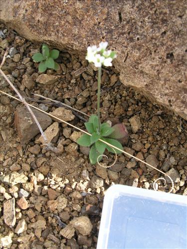 Drabe cuneifolia #. Big Bend National Park, Christmas Mnts. outside park. February 2005