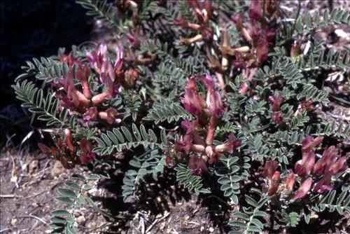 Badlands Flowers: Red, Pink, Blue