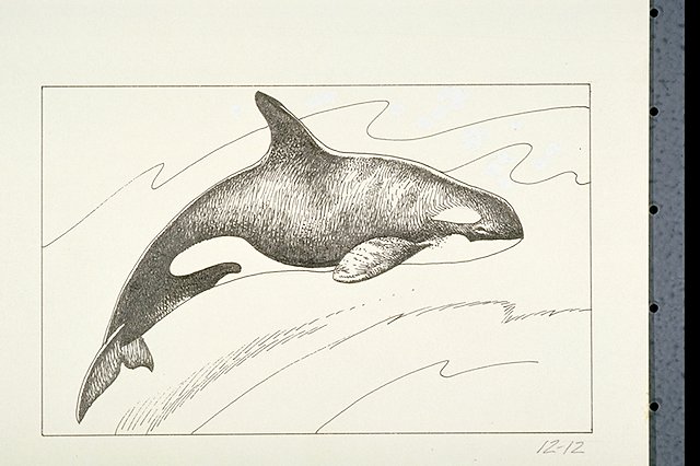 an Orca