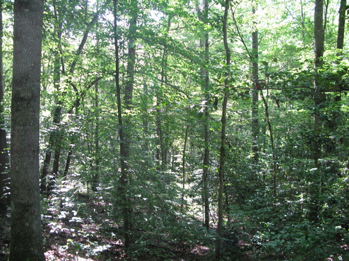 GRSM Accuracy Assessment. Plot Code: GRSM_AA_0108_6