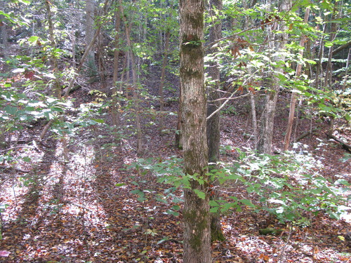 GRSM Accuracy Assessment. Plot Code: GRSM_AA_0337_4