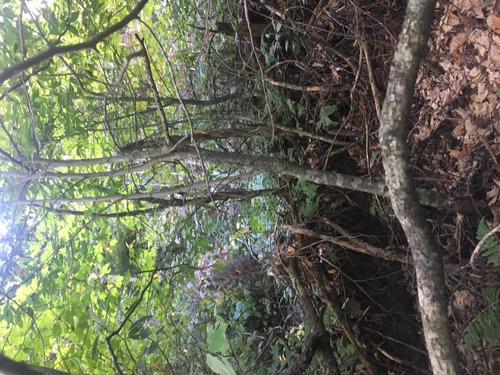 GRSM Accuracy Assessment. Plot Code: GRSM_AA_0969_3