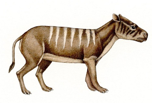 Sheep-like Oreodont (successful in the Eocene and Oligocene Epochs, but by the end of the Miocene Epoch they had completely died out.)