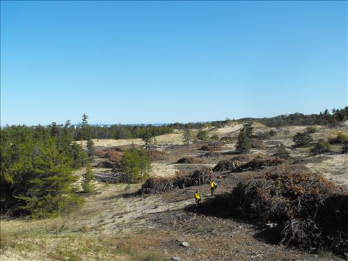 Dune and Prairie Warbler Habitat Restoration at Sleeping Bear Dunes NL from September 2010-October 2011