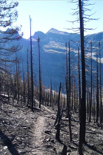 Fire damage assessment of Double Mountain Fire, August, 2003, Glacier National Park