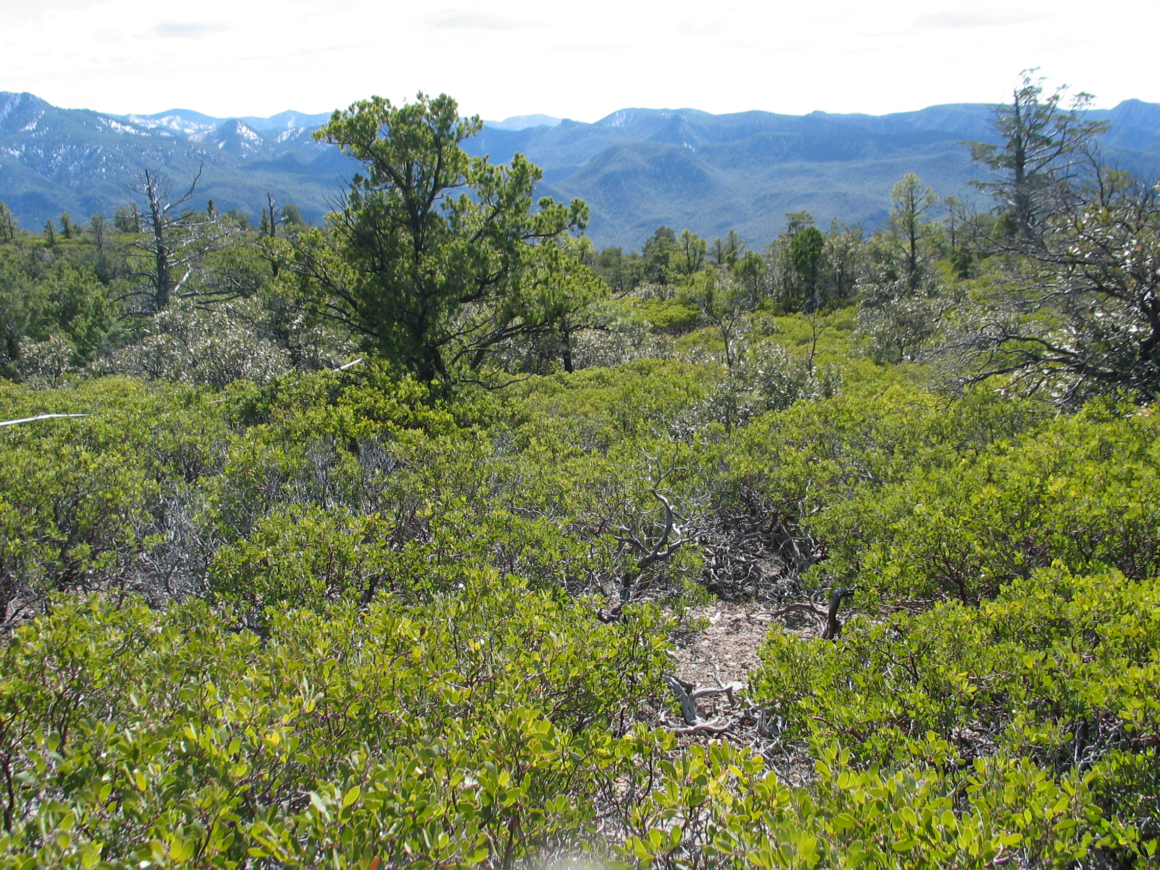 Bright green manzanita and trees, mountains in background