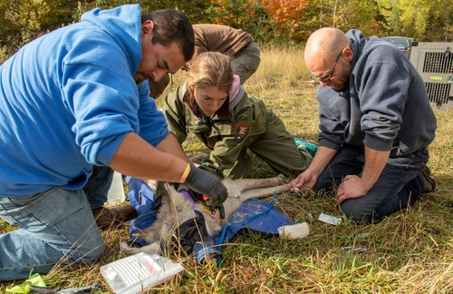 Three people sit on the grass and tighten a collar on a wolf who is blindfolded.