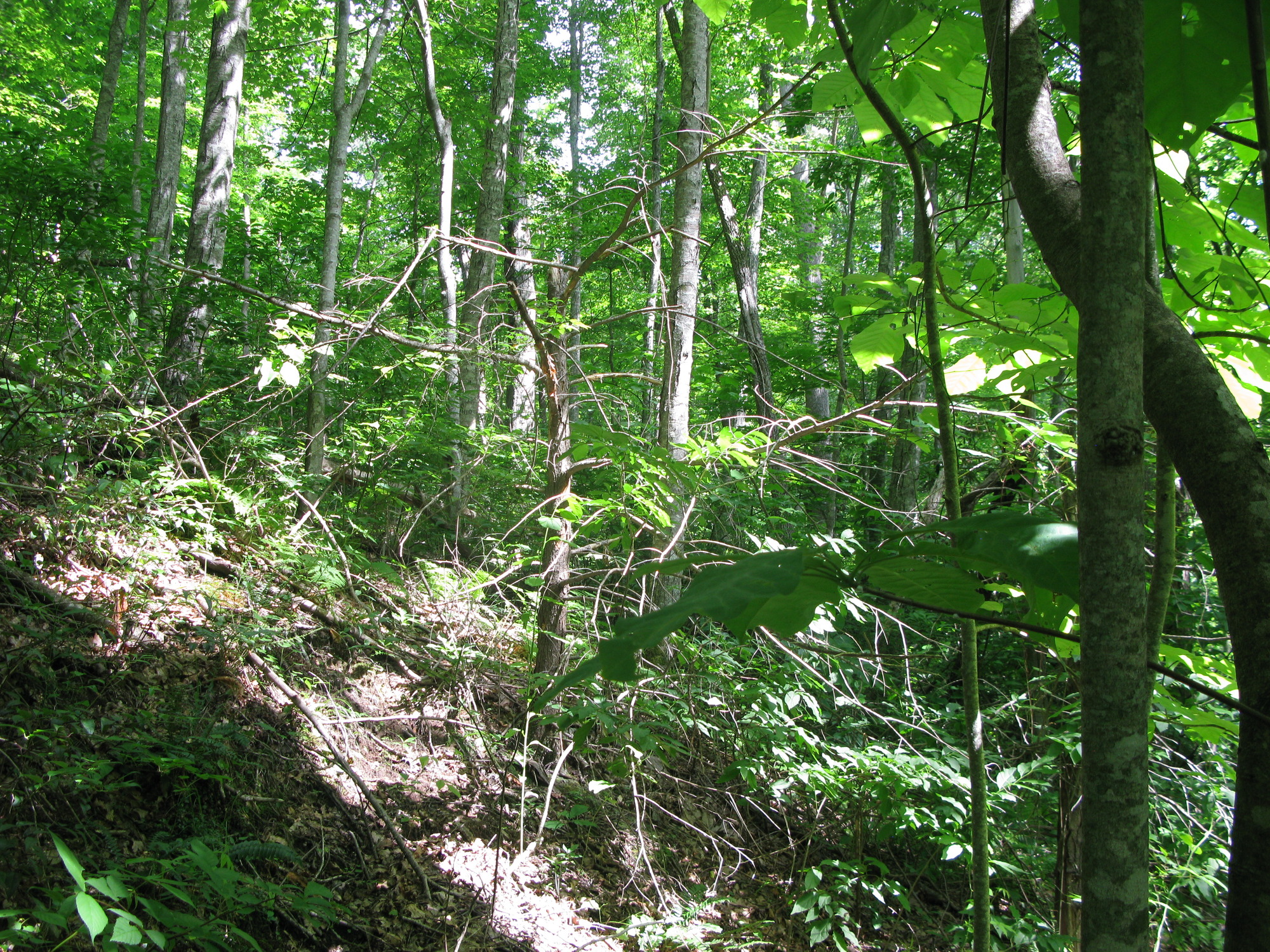 GRSM Accuracy Assessment. Plot Code: GRSM_AA_0973_2