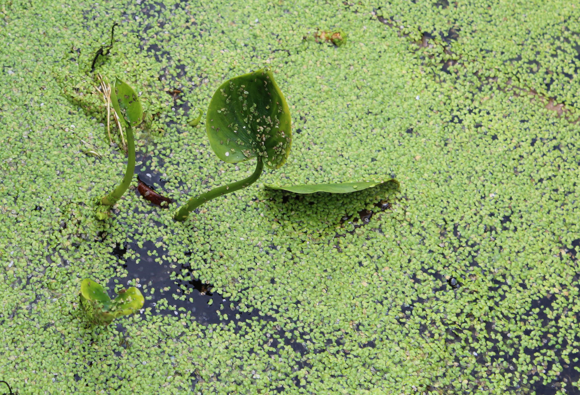 Leaves growing in the water