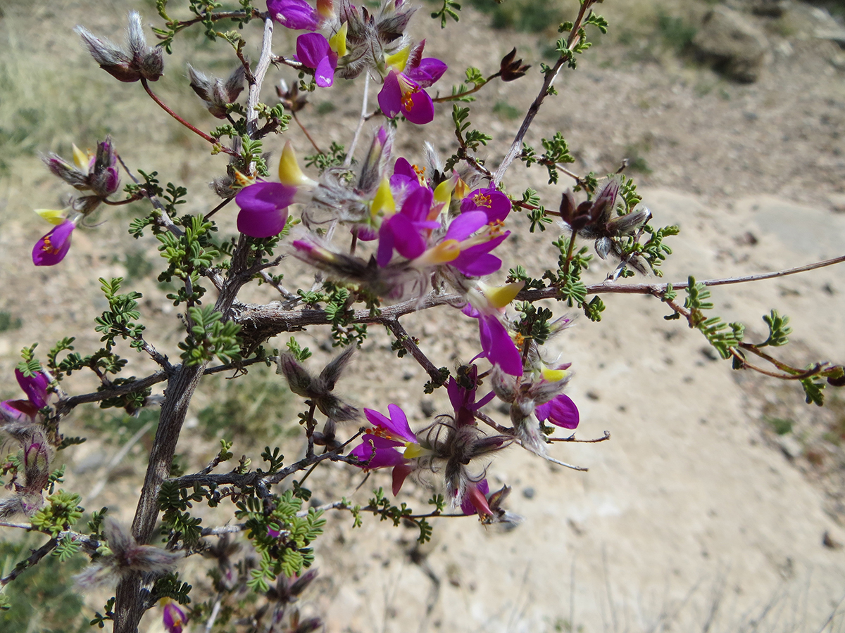 Flowering shrub with tiny oblate green leaves and purple-and-yellow blossoms.