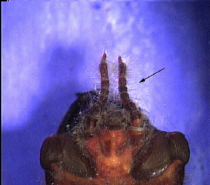 dragonfly larvae with hairy antennae