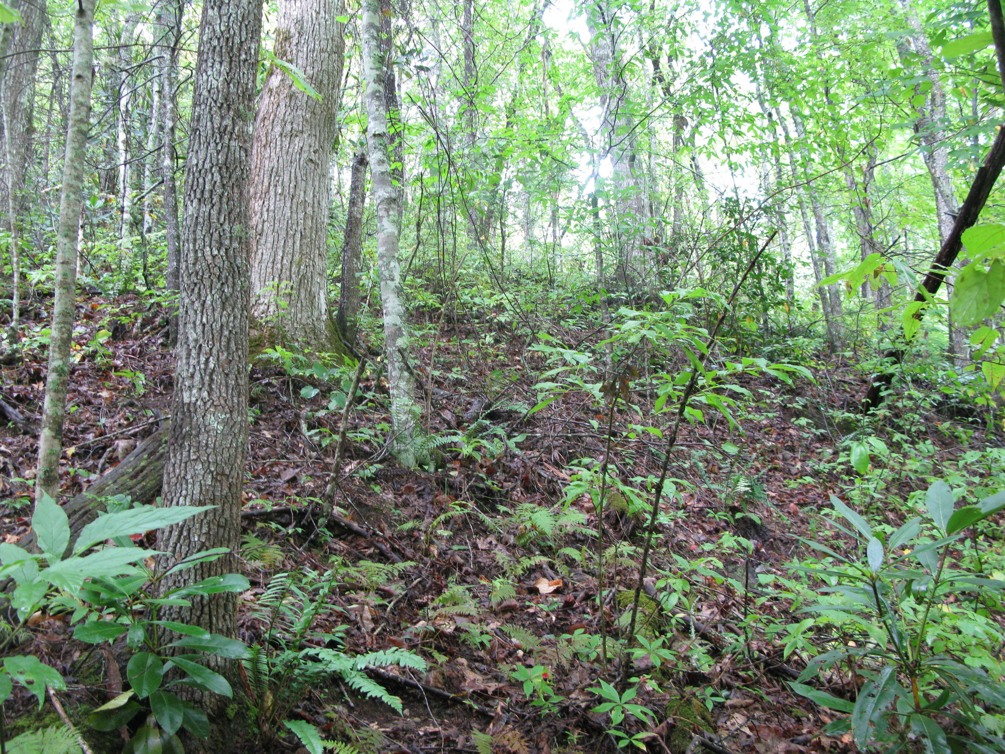 GRSM Accuracy Assessment. Plot Code: GRSM_AA_0208_6