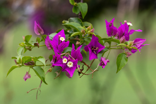 A close-up of bright purple flowers and green leaves.
