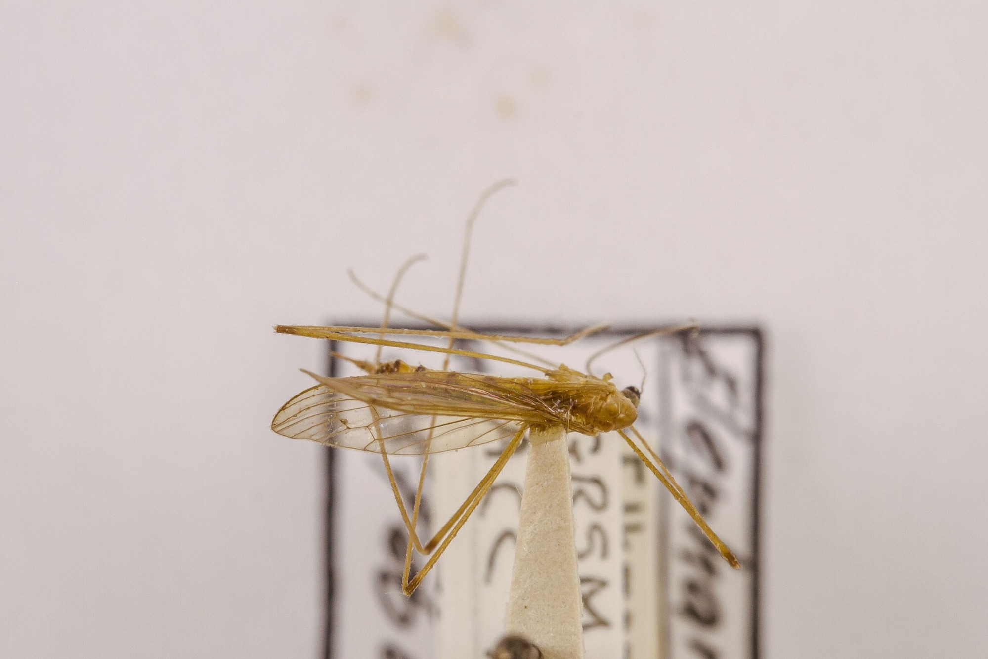 Image of Elephantomyia westwoodi, a species of Animalia