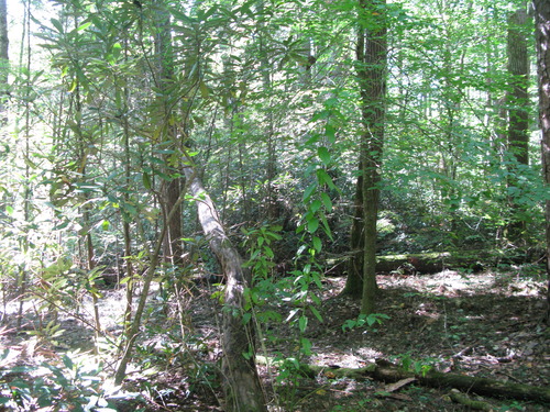 GRSM Accuracy Assessment. Plot Code: GRSM_AA_0646_6