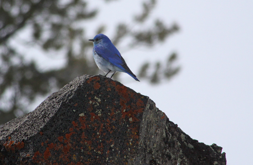 a small blue bird with a light belly perched on a stone