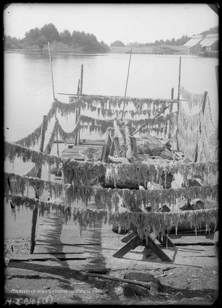 Herring roe drying racks.